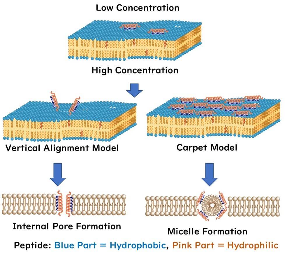 Nisin's cell membrane disruption mechanism