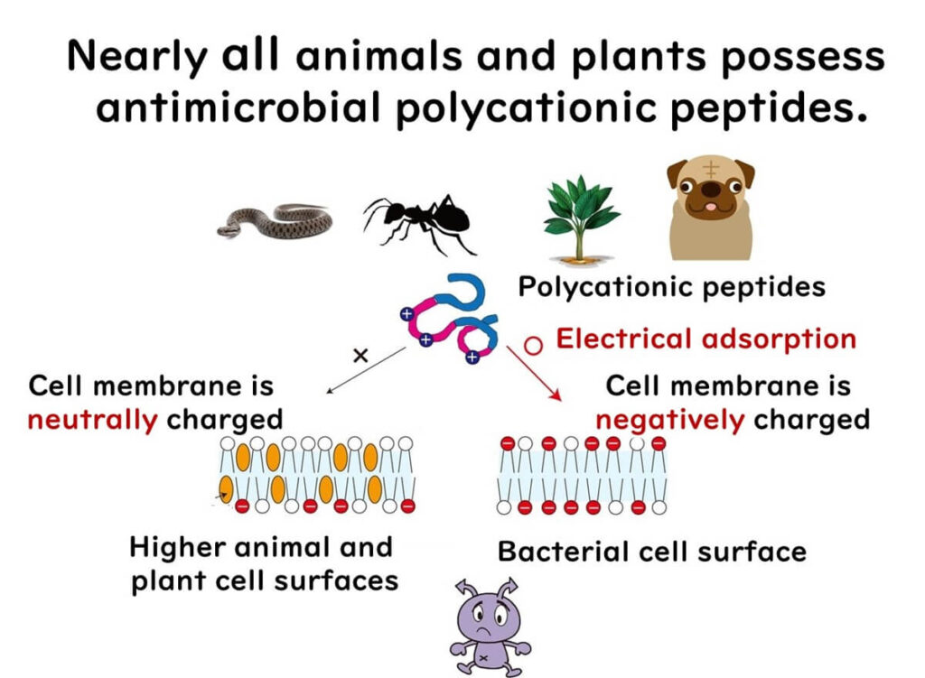 Polycations and higher plants and animals.