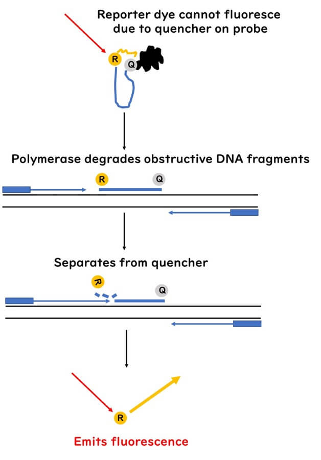 Real-time PCR TaqMan method: Illustration of fluorescence activation as DNA polymerase cleaves the probe, separating the reporter dye from the quencher, enabling DNA quantification.