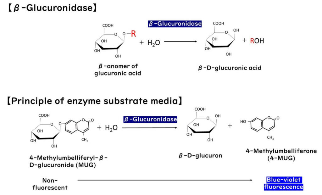 Principle of enzyme substrate media.