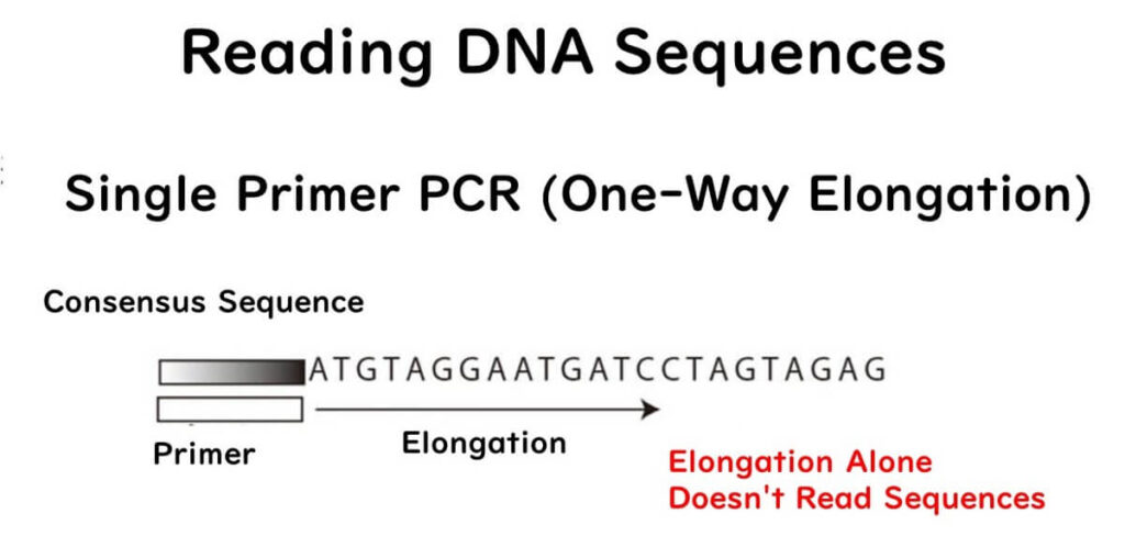 Diagram illustrating single primer PCR (one-way elongation) for DNA sequencing. Shows how a primer binds to a DNA strand and extends in one direction but does not fully read the sequence. Relevant to Sanger sequencing and DNA analysis.