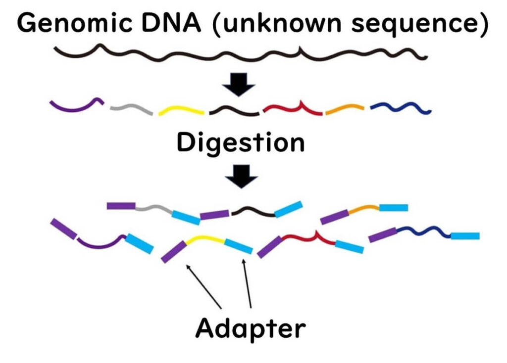 Illustration of genomic DNA fragmentation for sequencing. The process shows the digestion of long DNA strands into smaller fragments, followed by the attachment of adapter sequences, a crucial step in next-generation sequencing (NGS).