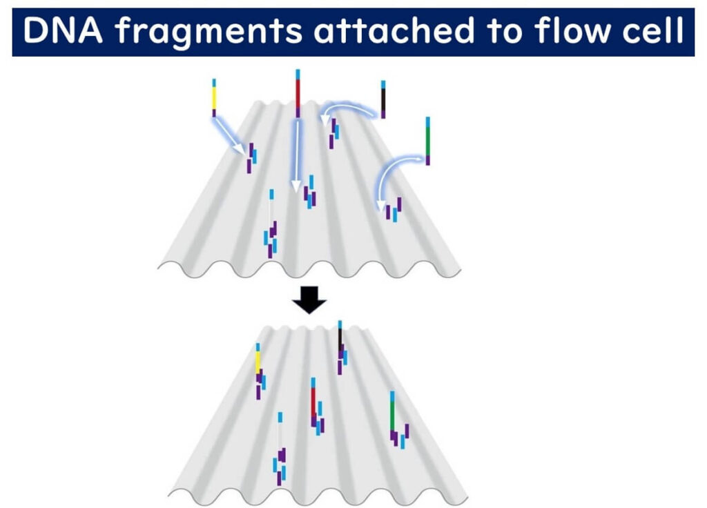 Illustration of DNA fragments binding to a flow cell during Illumina sequencing. The process depicts DNA attachment to the flow cell surface via complementary adapter sequences, a crucial step in bridge amplification for next-generation sequencing (NGS).