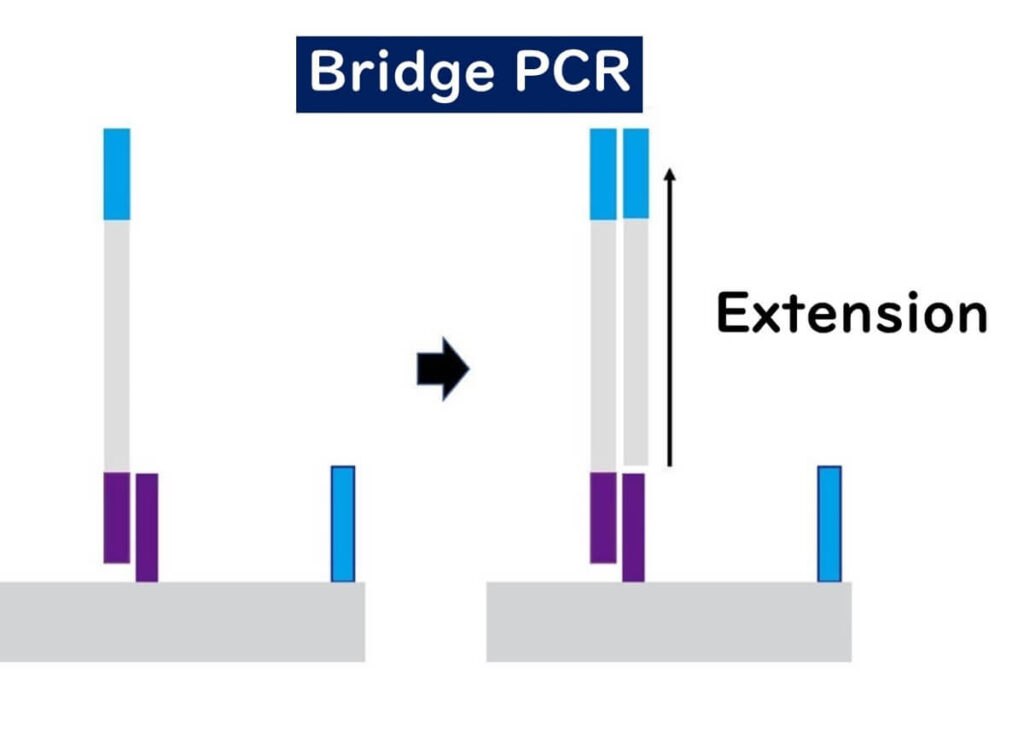 Diagram illustrating bridge PCR amplification in next-generation sequencing (NGS). The image shows DNA strands binding to a flow cell surface, forming a bridge structure, followed by extension for cluster generation in Illumina sequencing.