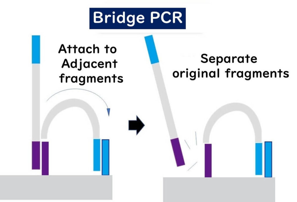 Diagram of bridge PCR amplification in next-generation sequencing (NGS). The image illustrates DNA fragments attaching to adjacent fragments on a flow cell and subsequent separation of the original DNA strands, a key step in Illumina sequencing