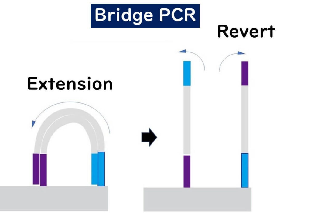 Bridge PCR amplification in next-generation sequencing (NGS). The image illustrates the extension phase, where DNA fragments form loops on the flow cell, followed by the reversion step, where the double-stranded DNA separates, a key process in Illumina sequencing.