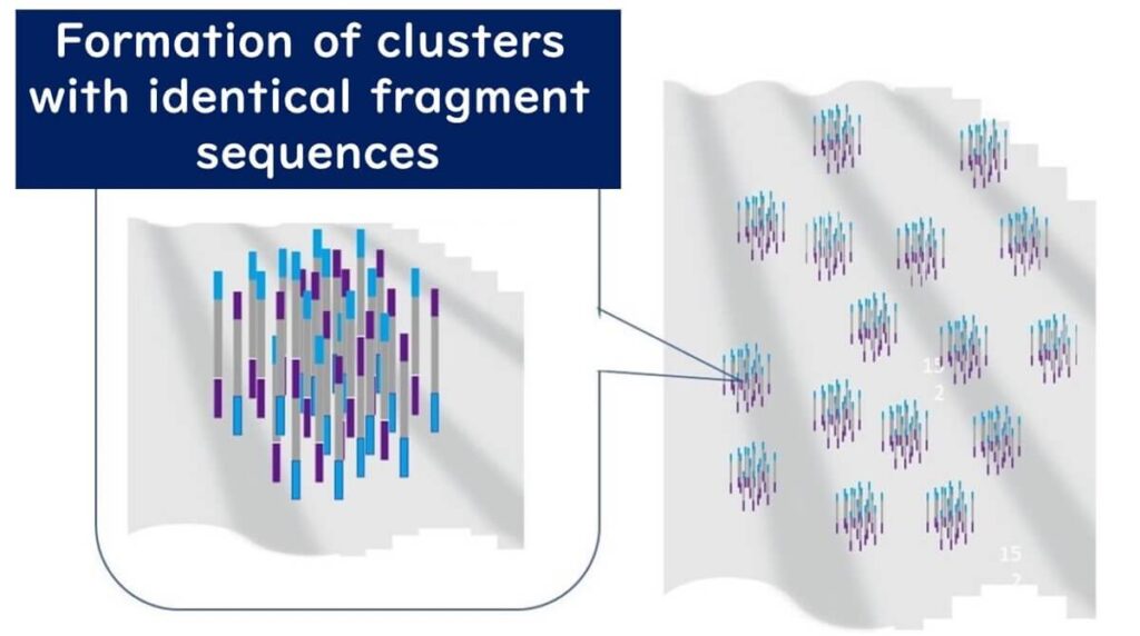 Cluster formation of identical DNA fragments on a flow cell during bridge PCR in Illumina sequencing. This process enables millions of DNA sequences to be amplified and analyzed simultaneously in next-generation sequencing (NGS).