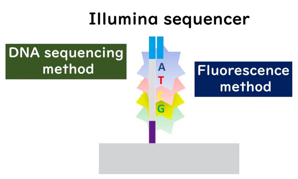 Illumina sequencing method using fluorescence detection. Each nucleotide (A, T, C, G) is labeled with a distinct fluorescent dye to enable real-time DNA sequencing on a flow cell.