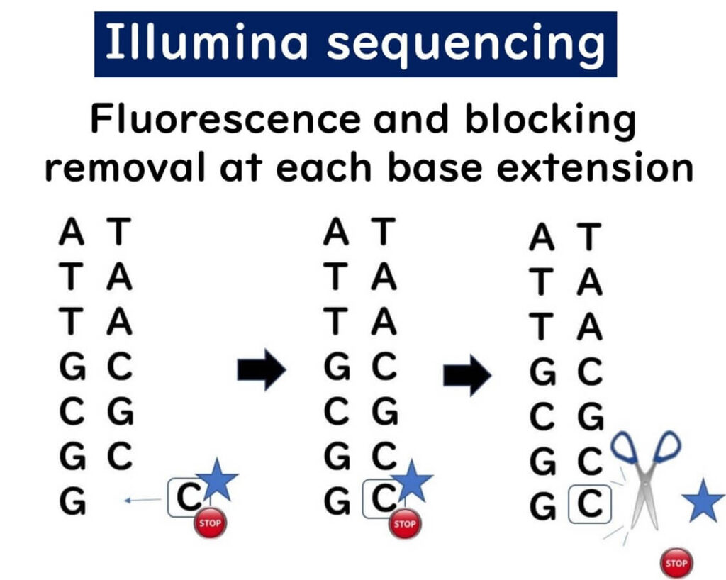 Illumina sequencing process showing fluorescence detection and blocking removal at each nucleotide extension. The diagram illustrates base incorporation, fluorescence signal reading, and chemical cleavage of the blocking group to allow continued sequencing.