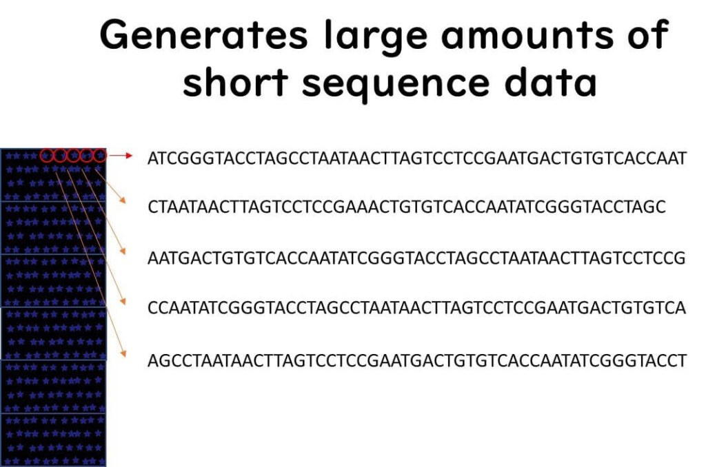 Illumina sequencing output generating large amounts of short DNA sequence data. The image illustrates fluorescent signal detection and conversion into nucleotide sequences, showing multiple short reads aligned from a sequencing flow cell.