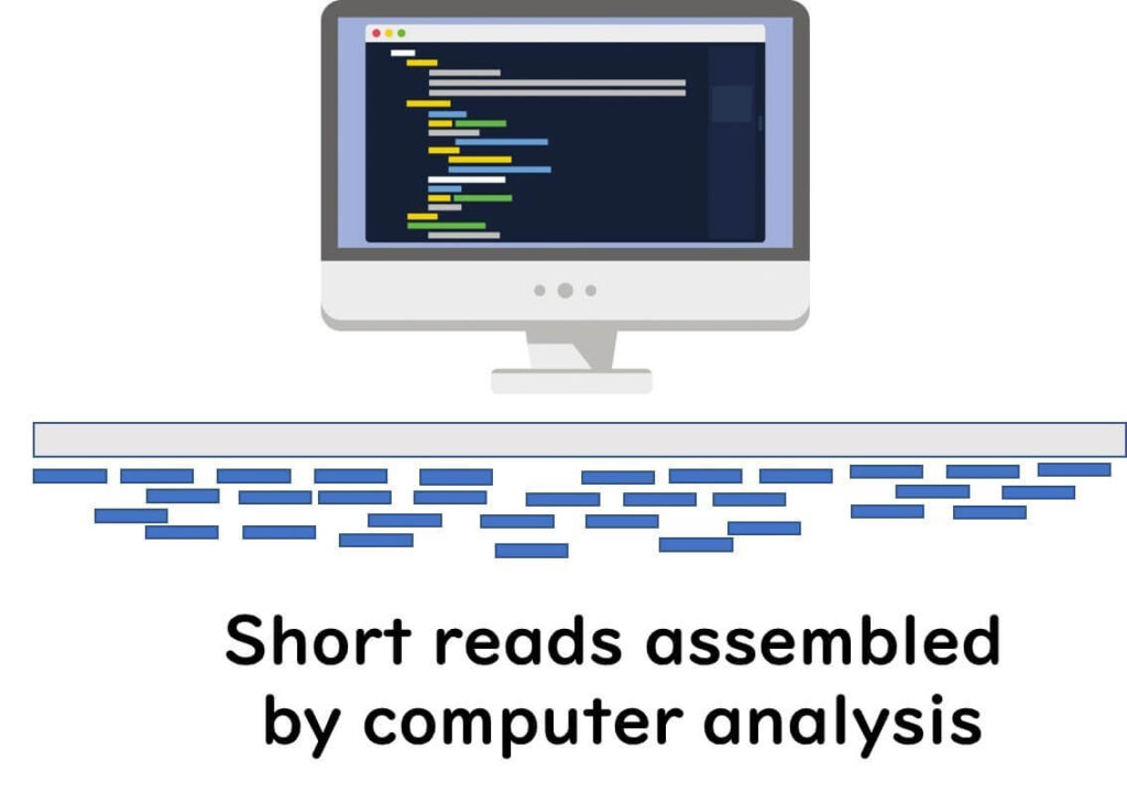 Short reads assembly using bioinformatics in DNA sequencing. The image illustrates computational analysis of fragmented DNA sequences, reconstructing the original genome through sequence alignment and assembly.