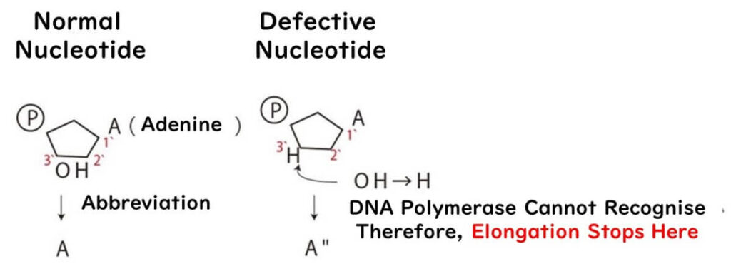 Diagram comparing normal and defective nucleotides in DNA sequencing. Shows how the absence of a 3' OH group in defective nucleotides prevents DNA polymerase recognition, stopping elongation. Key concept in Sanger sequencing.