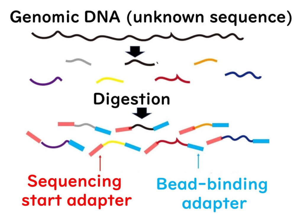 Fragmentation of genomic DNA for sequencing. The image illustrates DNA digestion into smaller fragments, followed by adapter ligation: red adapters for sequencing initiation and blue adapters for bead binding in library preparation.