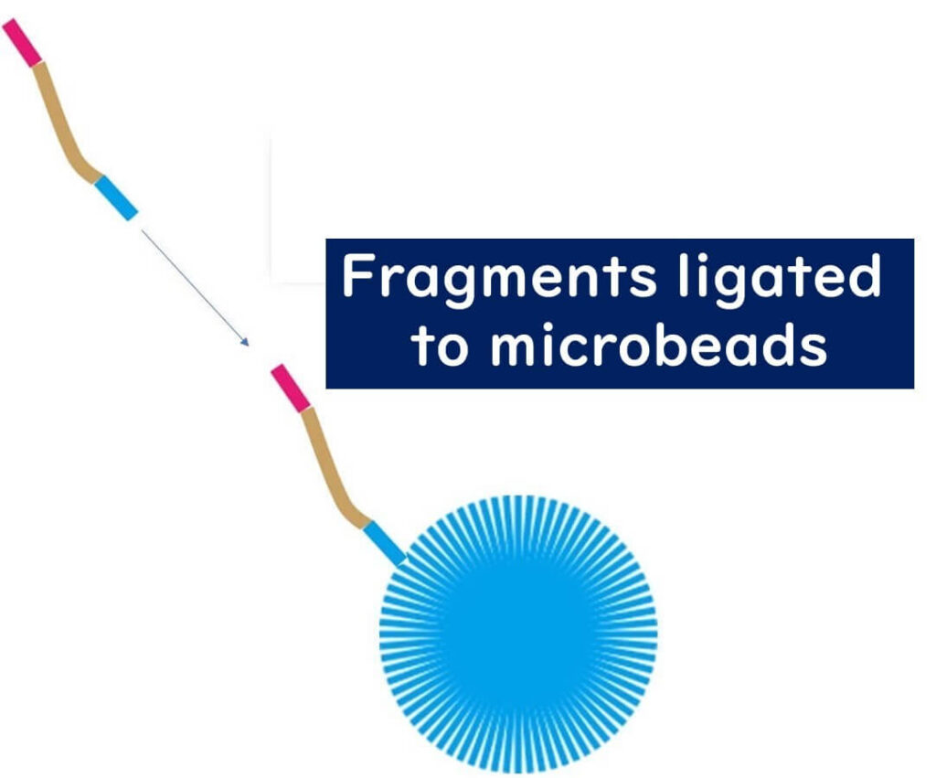 DNA fragments ligated to microbeads for sequencing. The image depicts adapter-ligated DNA fragments attaching to microbeads, a crucial step in emulsion PCR and next-generation sequencing library preparation.