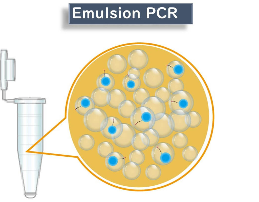 Emulsion PCR process for next-generation sequencing (NGS). The image shows microdroplets containing template DNA and primers, enabling isolated amplification in a water-in-oil emulsion.