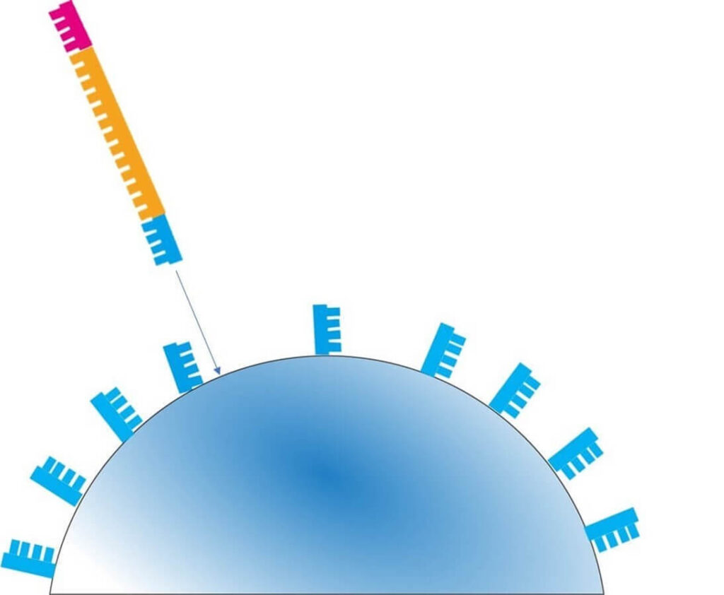 Bead-based DNA sequencing process: Single-stranded DNA fragments hybridizing to complementary adapters on a sequencing bead, a key step in next-generation sequencing (NGS).