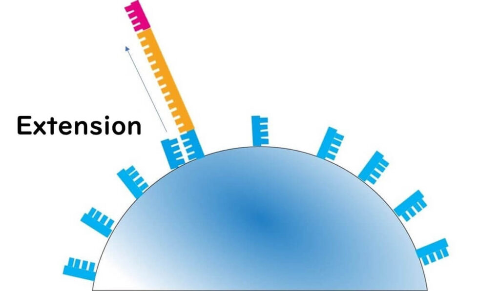 Bead-based DNA sequencing: Extension phase where DNA polymerase synthesizes complementary strands on a sequencing bead, crucial in next-generation sequencing (NGS).