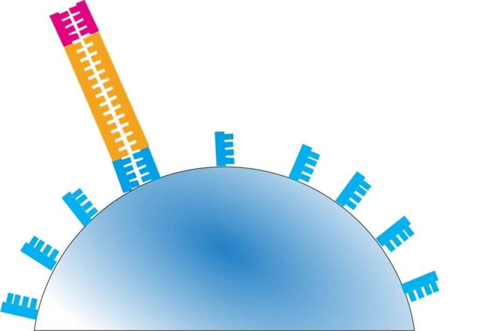 Bead-based DNA sequencing: A DNA fragment hybridizing with oligonucleotide primers immobilized on a sequencing bead, a key step in next-generation sequencing (NGS).