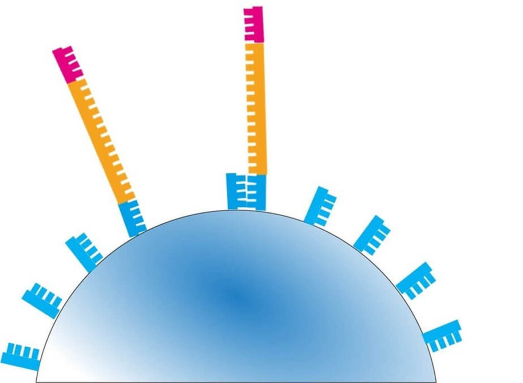 DNA fragments hybridizing to sequencing beads via complementary oligonucleotide primers, illustrating a key step in next-generation sequencing (NGS).