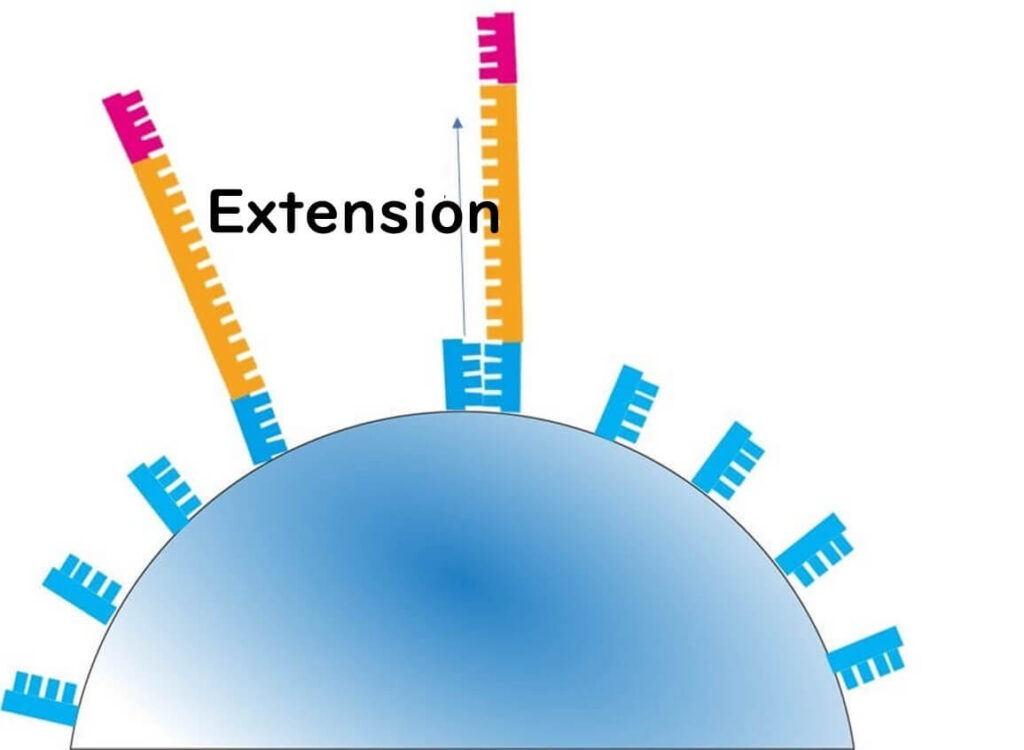 DNA extension process on sequencing beads during next-generation sequencing (NGS), showing polymerase-mediated strand elongation.