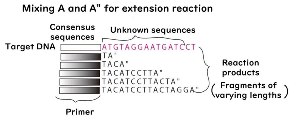 Diagram illustrating DNA sequencing extension reaction using a mixture of normal (A) and defective (A'') nucleotides. Shows how DNA fragments of varying lengths are generated, forming the basis of Sanger sequencing.