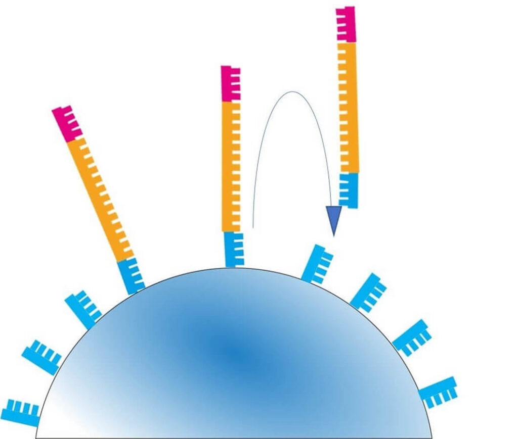 DNA fragment hybridization and binding to sequencing beads during next-generation sequencing (NGS), illustrating the attachment process.