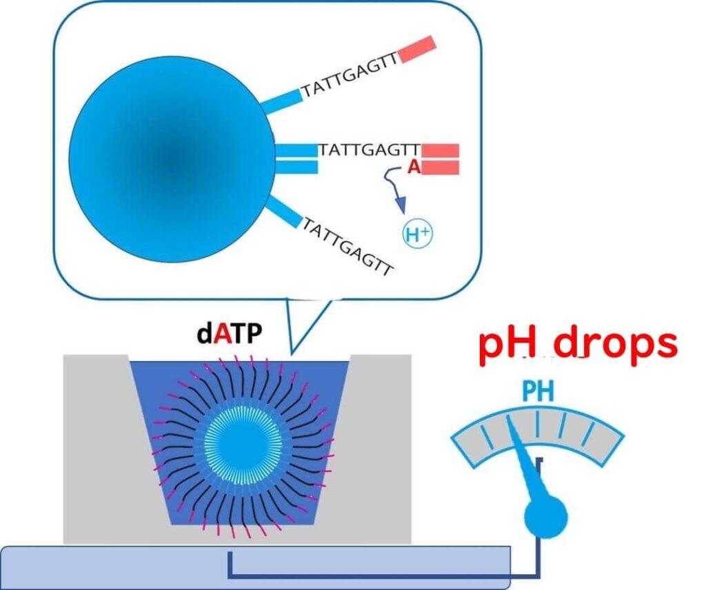 pH-based DNA sequencing reaction illustrating nucleotide incorporation and hydrogen ion release in semiconductor sequencing technology.