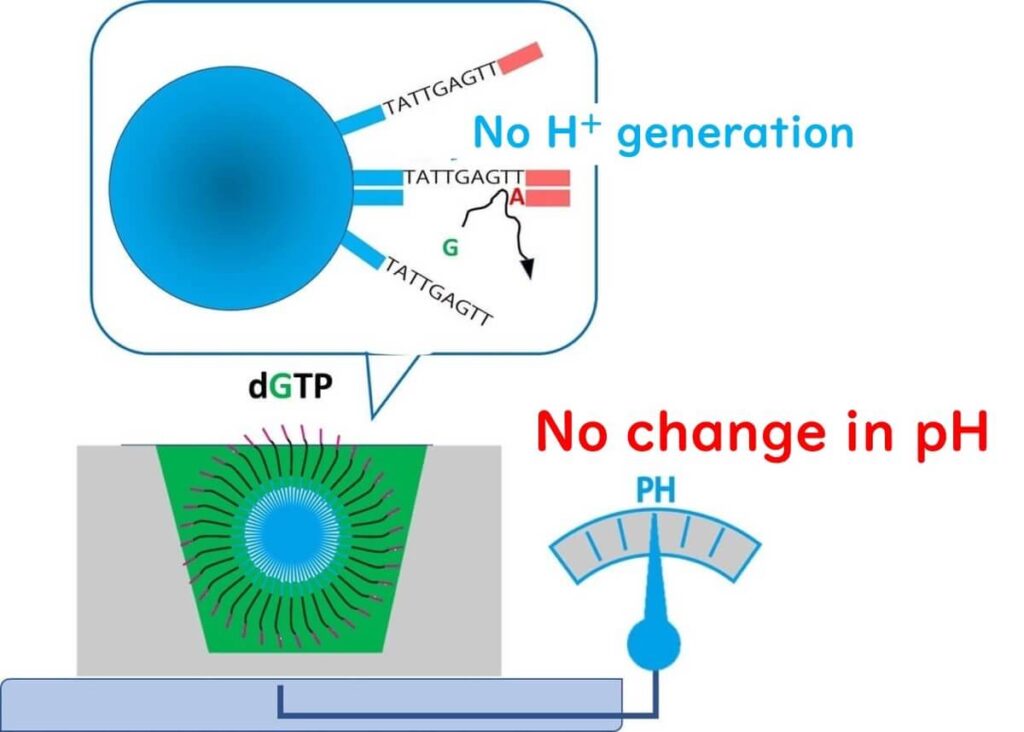 Semiconductor DNA sequencing illustrating a mismatch event where dGTP does not bind, preventing hydrogen ion release and pH change.