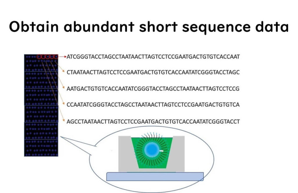 Semiconductor DNA sequencing generating abundant short sequence reads, visualized through fluorescence detection and computer-based analysis.