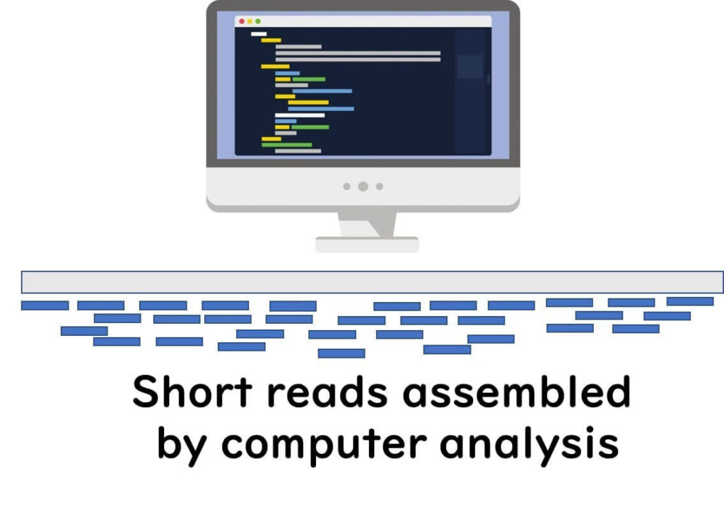 Computer-based genome assembly of short DNA sequence reads, visualizing bioinformatics analysis in next-generation sequencing (NGS).