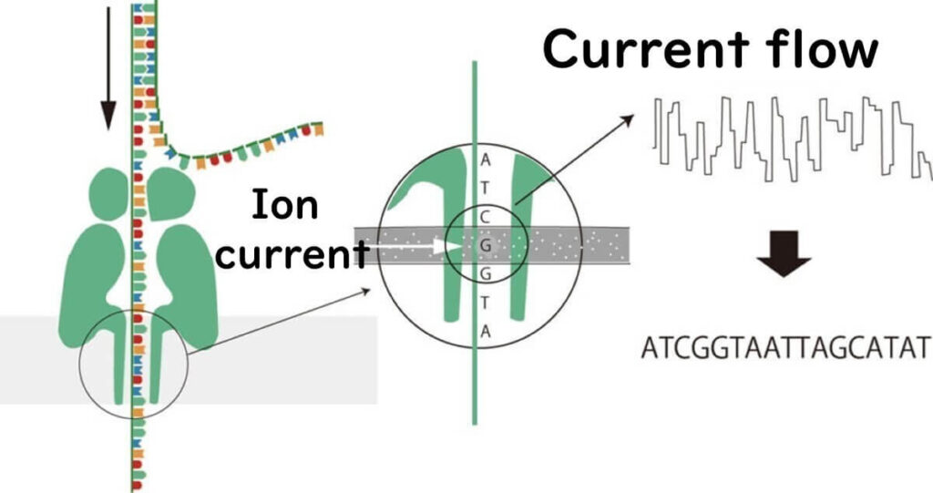 Nanopore sequencing mechanism: DNA strand passes through nanopore protein, generating ion current changes that decode nucleotide sequence in real-time.