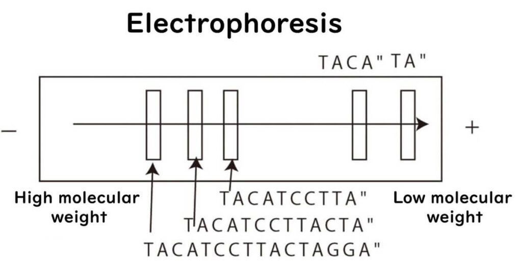 Diagram illustrating electrophoresis of DNA fragments in Sanger sequencing. Shows separation of DNA fragments based on molecular weight, with shorter fragments migrating further towards the positive electrode. Key step in DNA sequencing analysis.