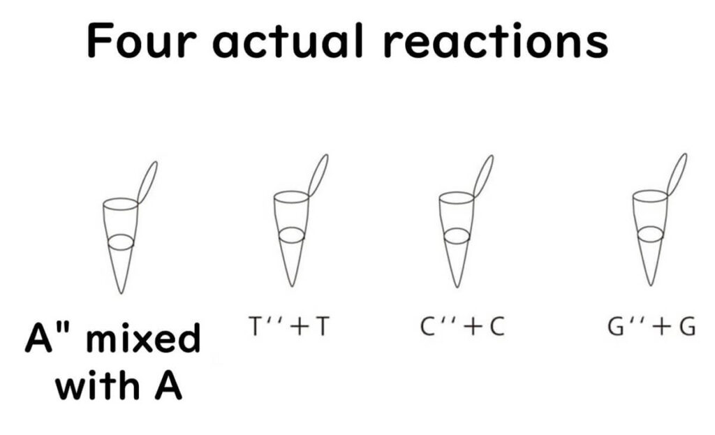 Diagram illustrating four reaction mixtures in Sanger sequencing. Shows how defective nucleotides (A'', T'', C'', G'') are mixed with normal nucleotides (A, T, C, G) in separate tubes to generate DNA fragments for sequencing analysis.