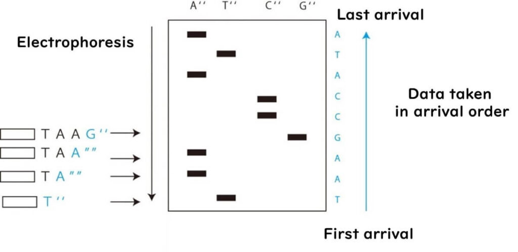 Diagram illustrating electrophoresis-based DNA sequencing. Shows how DNA fragments are separated by size, with shorter fragments arriving first. The sequencing order is determined based on the migration pattern in Sanger sequencing.