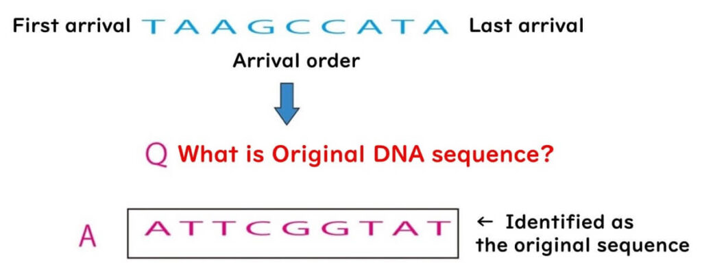 Diagram demonstrating DNA sequence reconstruction from electrophoresis data. Shows the process of determining the original DNA sequence based on fragment arrival order in Sanger sequencing.