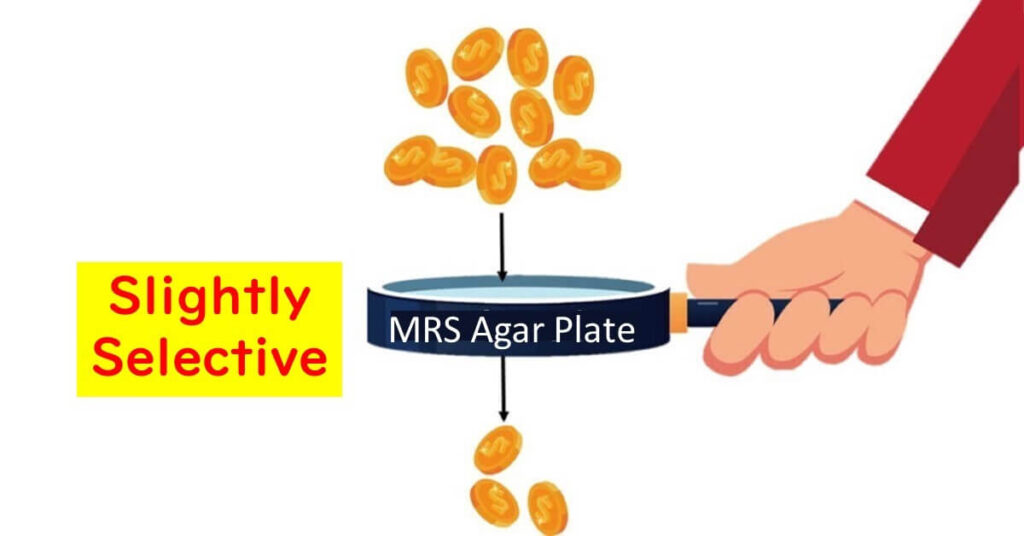 Selectivity of MRS agar medium 1.