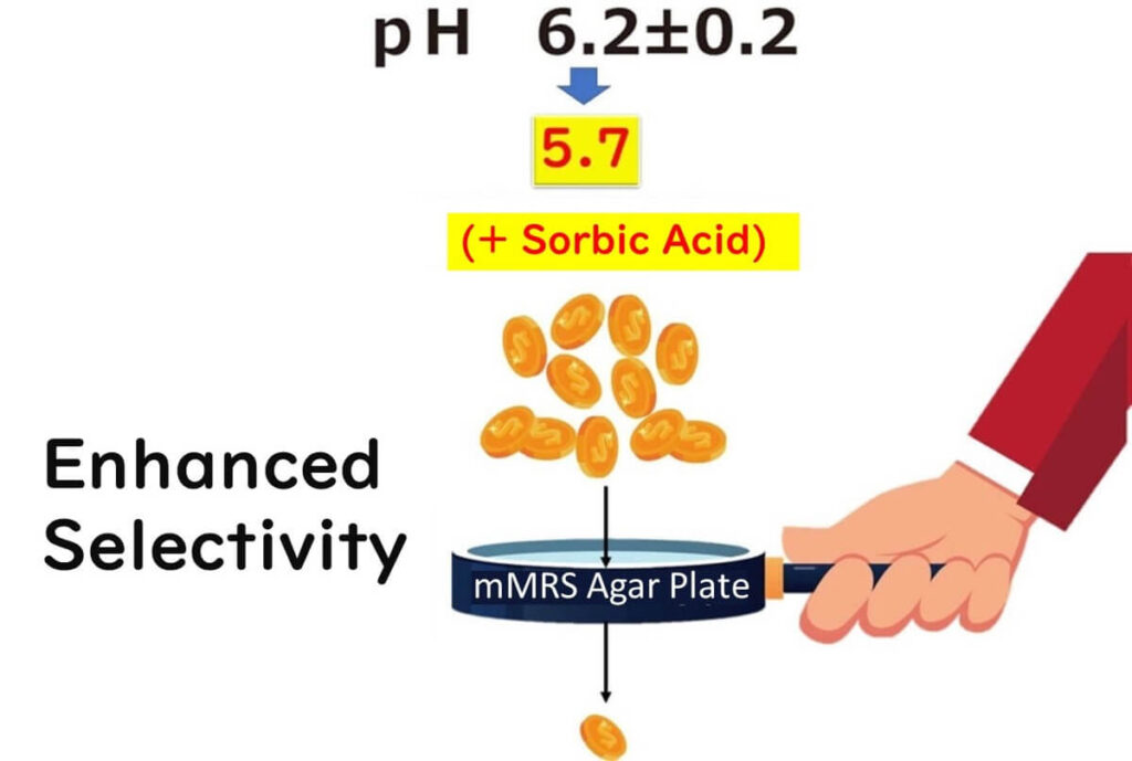 Selectivity of MRS agar medium 2.