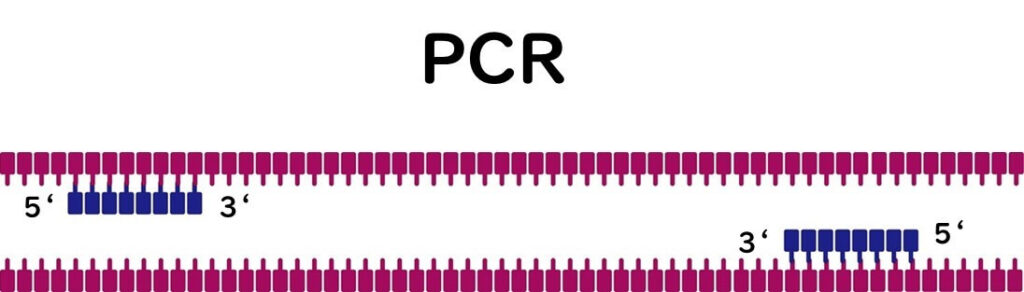 The Use of PCR Testing for Detecting Foodborne Microorganisms-1