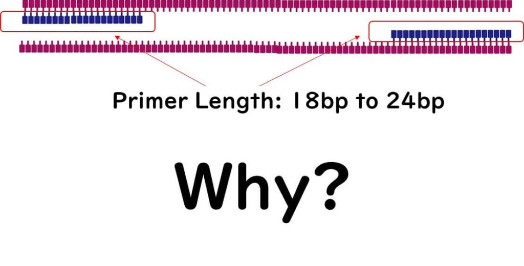 Illustration explaining the optimal primer length for PCR reactions, highlighting the range of 18bp to 24bp for effective specificity and binding. Includes visual comparison of primer lengths and their implications for amplification accuracy.