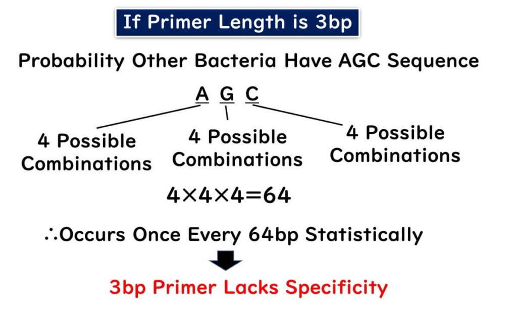 Illustration showing the probability of a 3bp primer sequence (AGC) occurring in bacterial genomes, emphasizing its lack of specificity due to frequent occurrence once every 64bp.