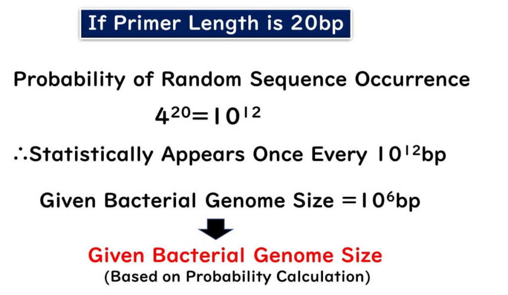 Visualization of the statistical probability of a random 20-base pair sequence occurrence in a bacterial genome. Highlights specificity advantages in PCR primer design for sequences with lengths of 20bp compared to bacterial genome sizes.