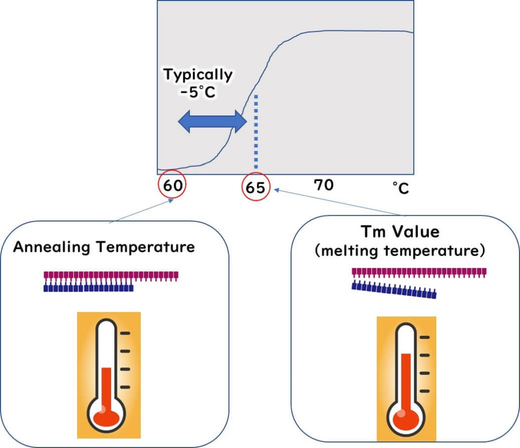 Diagram illustrating the relationship between Tm value (melting temperature) and annealing temperature in PCR reactions. It features a graph showing the ideal temperature range, a thermometer symbolizing annealing temperature, and a DNA sequence representation for primer binding.