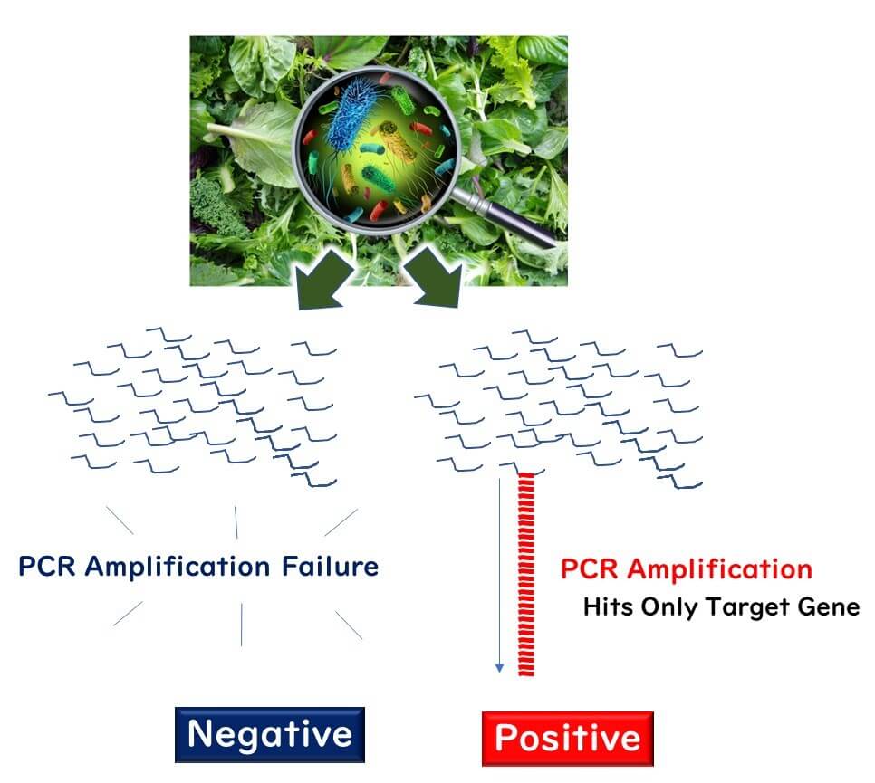 Comparison between PCR amplification failure and success. The left illustrates unsuccessful amplification due to mismatched target genes, while the right demonstrates precise targeting of the desired gene sequence.