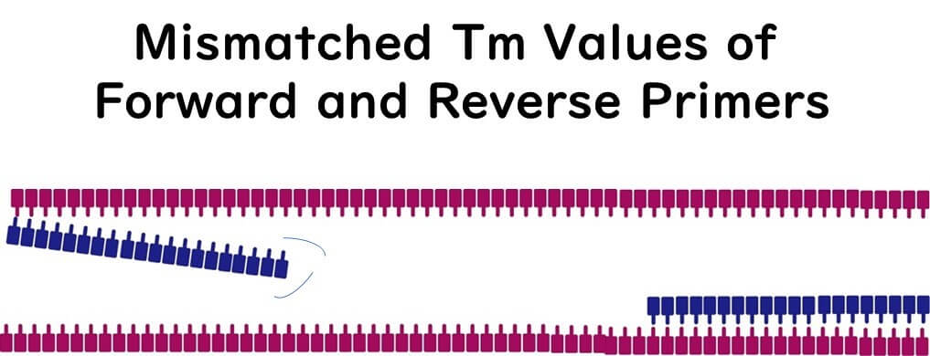 Diagram showing the impact of mismatched Tm values of forward and reverse primers in a PCR reaction, illustrating misaligned primer binding to DNA strands