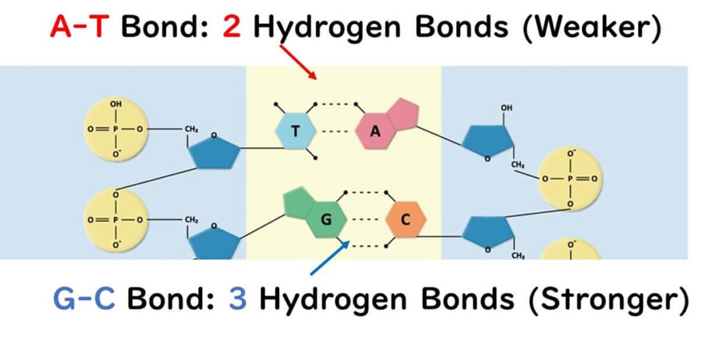 Illustration showing the difference in hydrogen bonding between DNA base pairs: A-T pairs form 2 hydrogen bonds (weaker), while G-C pairs form 3 hydrogen bonds (stronger), highlighting the structural stability of G-C bonds.