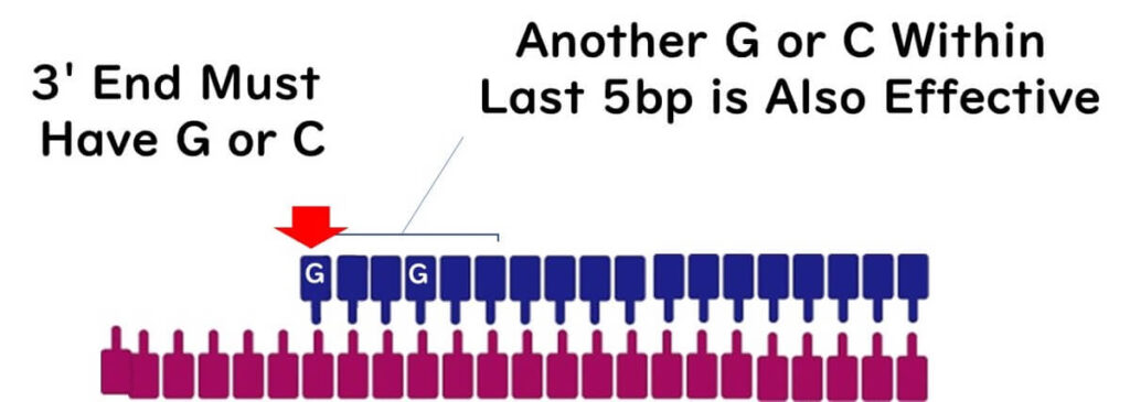 Diagram showing the importance of the 3' end of a primer in PCR. The illustration highlights that the 3' end must have a G or C base, with additional G or C bases within the last 5 base pairs being effective for stability.