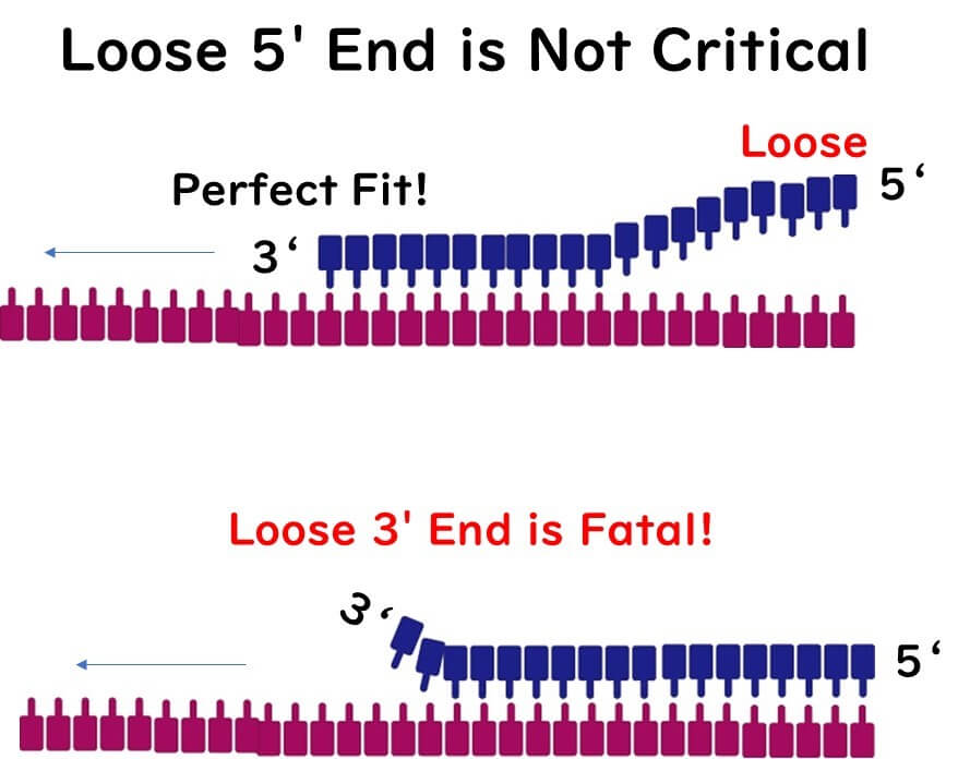 Diagram demonstrating the importance of primer end stability in PCR. The illustration shows that a loose 5' end is not critical, while a loose 3' end is fatal for primer binding and proper DNA extension.