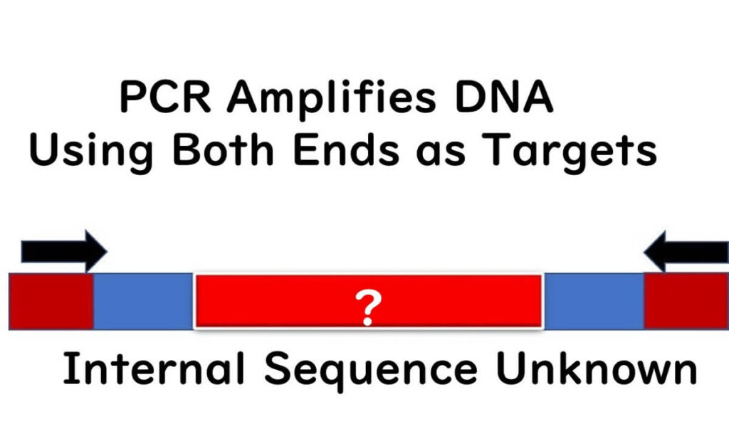 Diagram illustrating how PCR amplifies DNA using both ends as targets, emphasizing that the internal sequence remains unknown. The image highlights the limitation of PCR in identifying the full gene sequence.