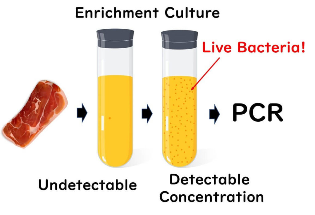 Illustration of enrichment culture process for PCR testing, showing progression from undetectable bacteria levels in food (e.g., raw meat) to detectable concentrations after enrichment, with live bacteria indicated before PCR amplification.