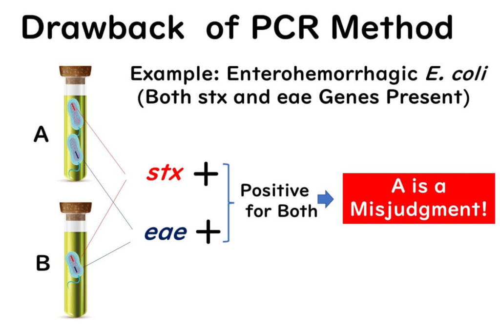 Illustration of a PCR method drawback showing an example of enterohemorrhagic E. coli. Test tube A contains bacteria with the stx gene, and Test tube B contains bacteria with the eae gene. Both yield positive results, but it is a misjudgment as the genes are not in the same strain.